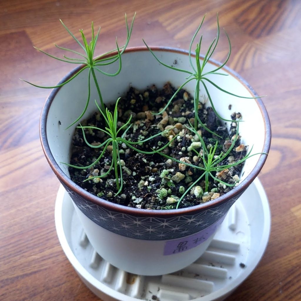 種まきから約２か月後。中央から更に葉が出てきた画像。