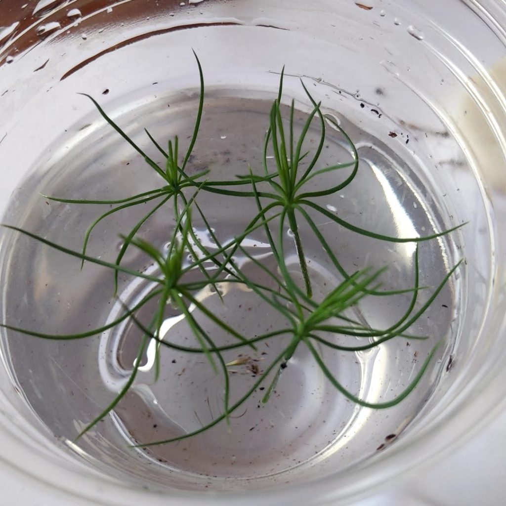 メネデールを入れた水の中に入れます。切断面がしっかり浸かるように。