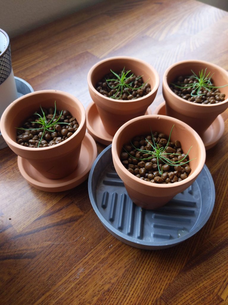 赤玉土（小粒）に植えた様子。粒が大きいからかあんまり安定しない・・・。