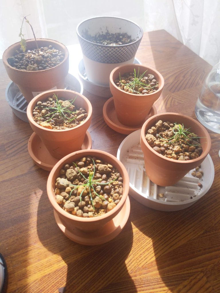 挿し芽をして約2週間経過。根は生えているのでしょうか？