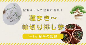 市販の盆栽キットで種から盆栽作りに挑戦