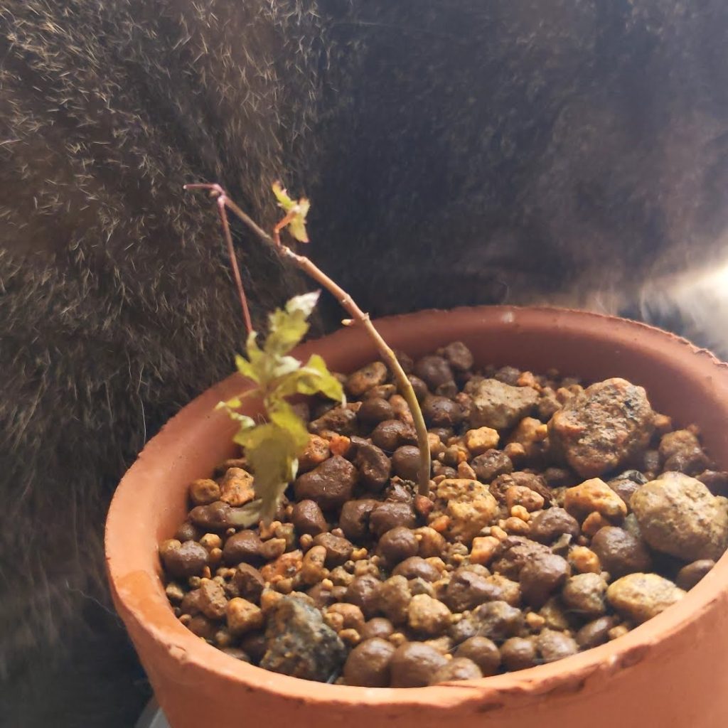 植え替えて2週間ちょっと。室内の日当たりと風通しの良い場所で育成。芽のようなものが出た。