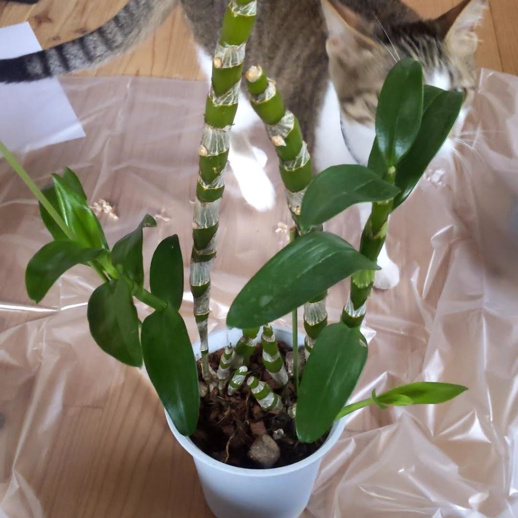 2株入っていて狭そうなので植え替える！