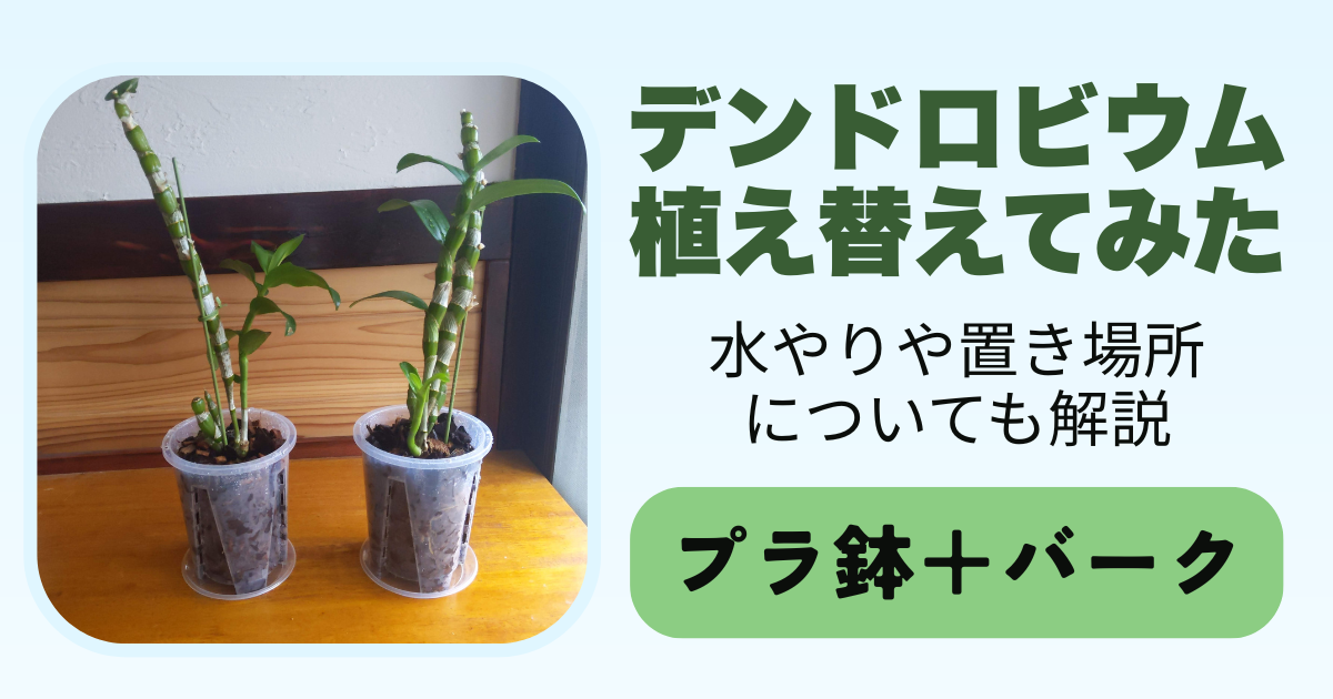 デンドロビウムの植え替えに挑戦！初心者でも簡単な手順