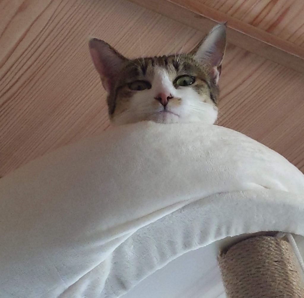 見下されている？視線がかわいいです