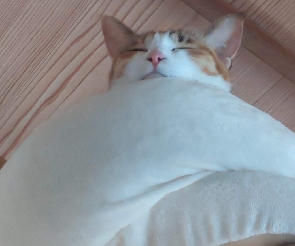 アゴを置いている姿がキュート