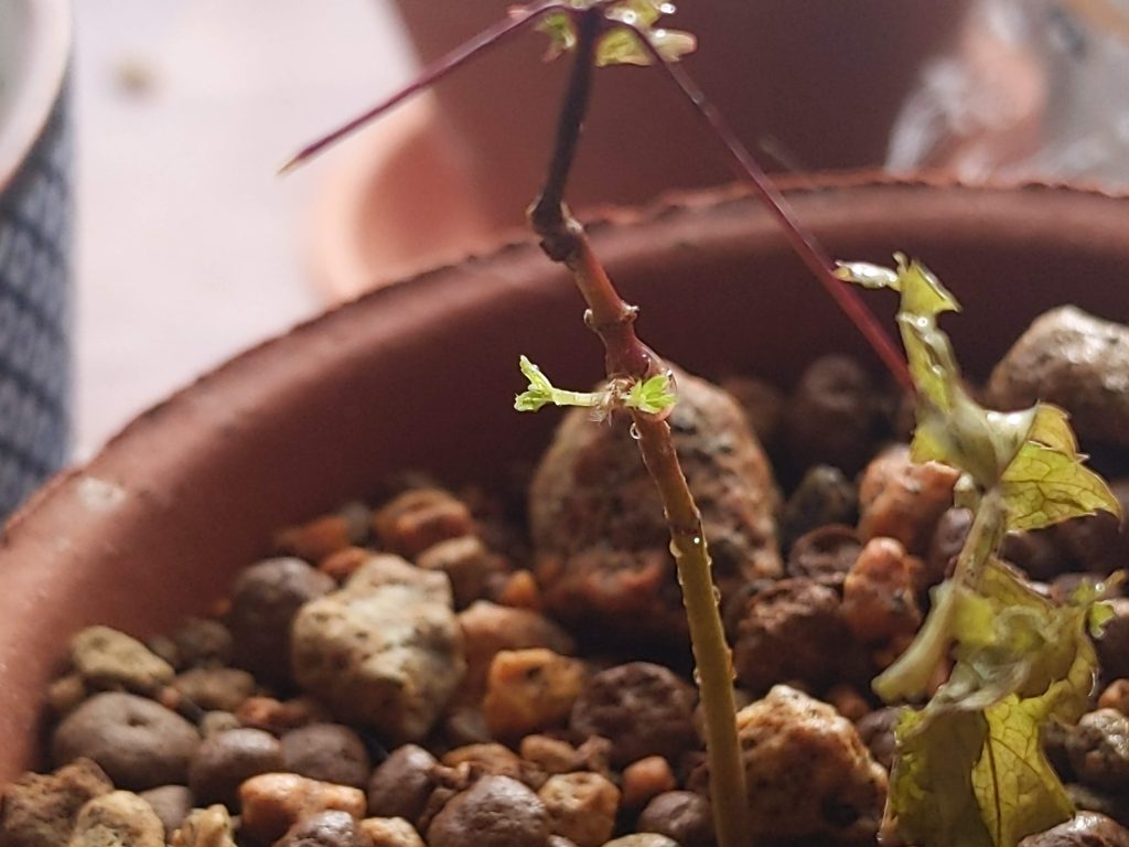 更に数日後、葉が伸びる。かわいい！