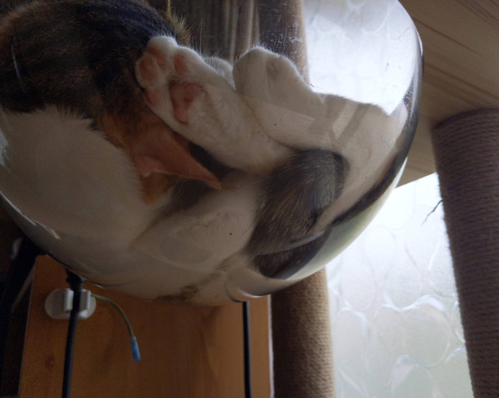 とにかくかわいいです　
