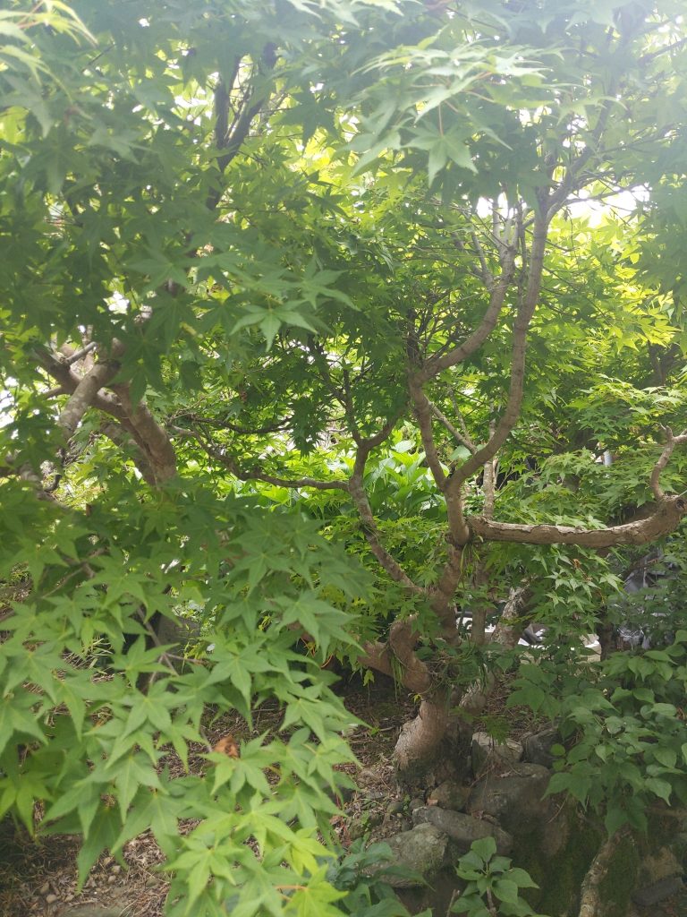 実家のもみじ。幼いころからあるので30年以上経っているはず。