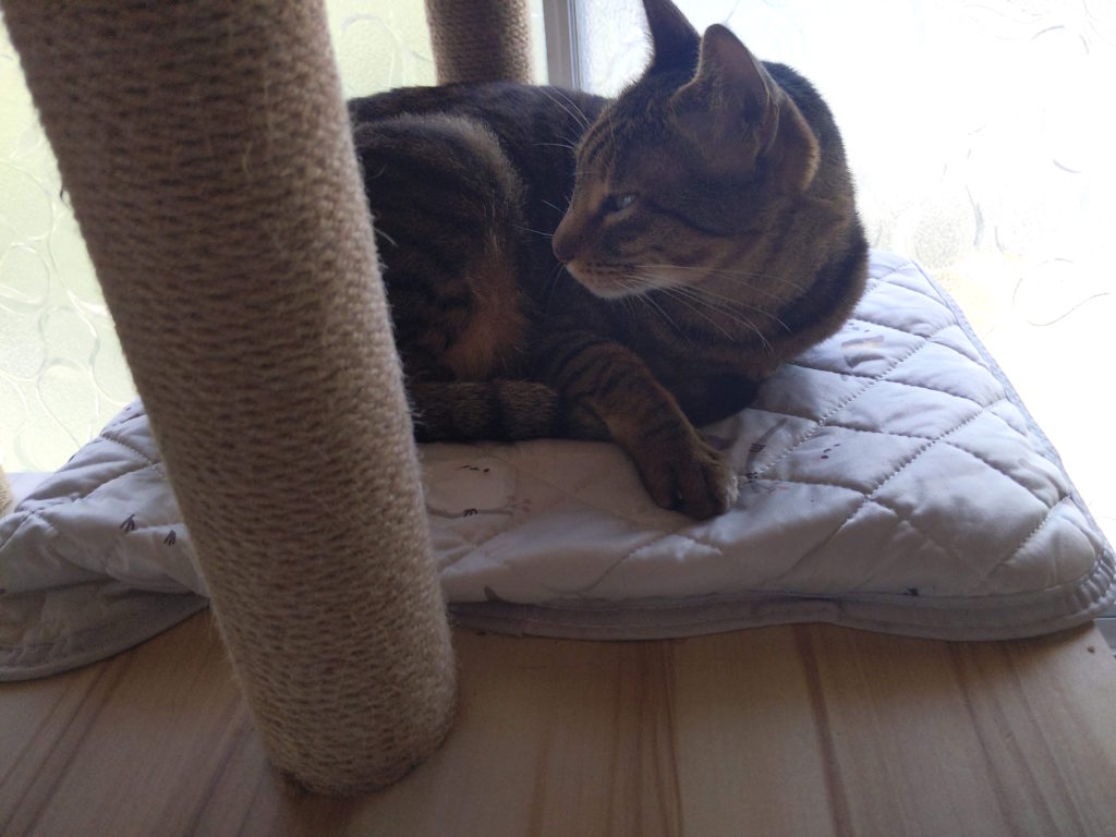 これはこれでお気に入り？