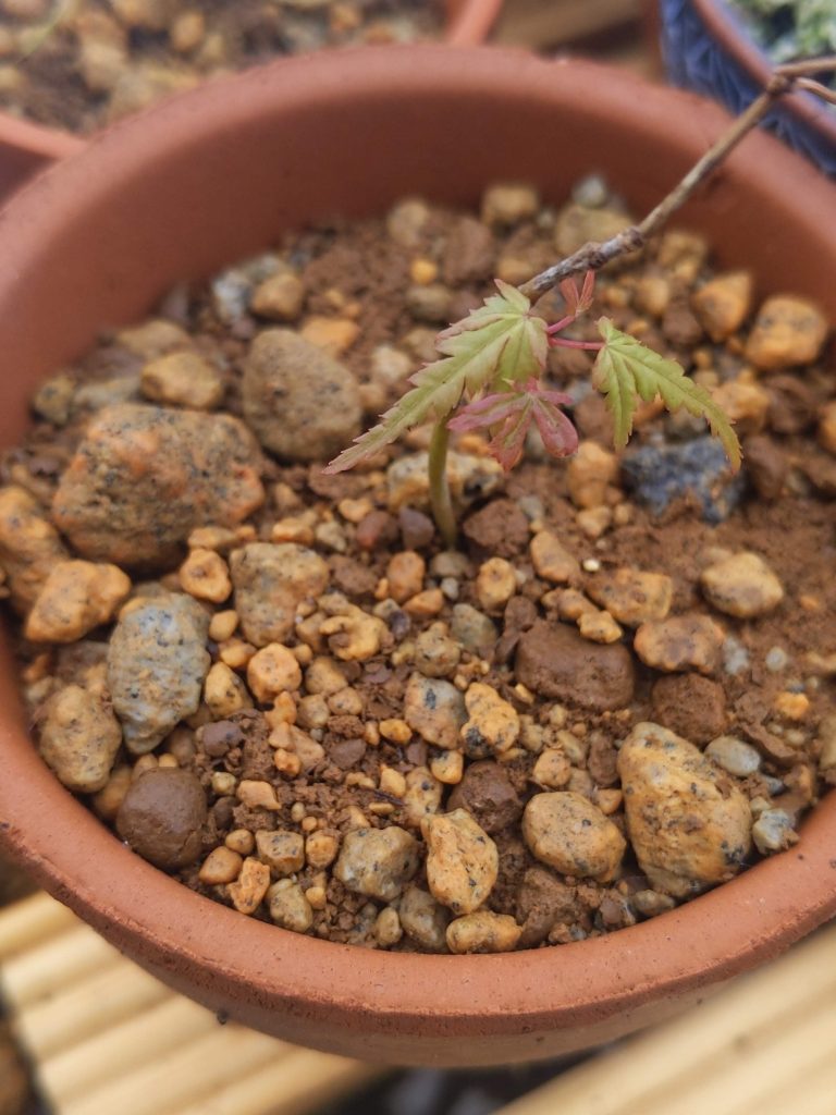 新しい葉を4枚確認。細長い？