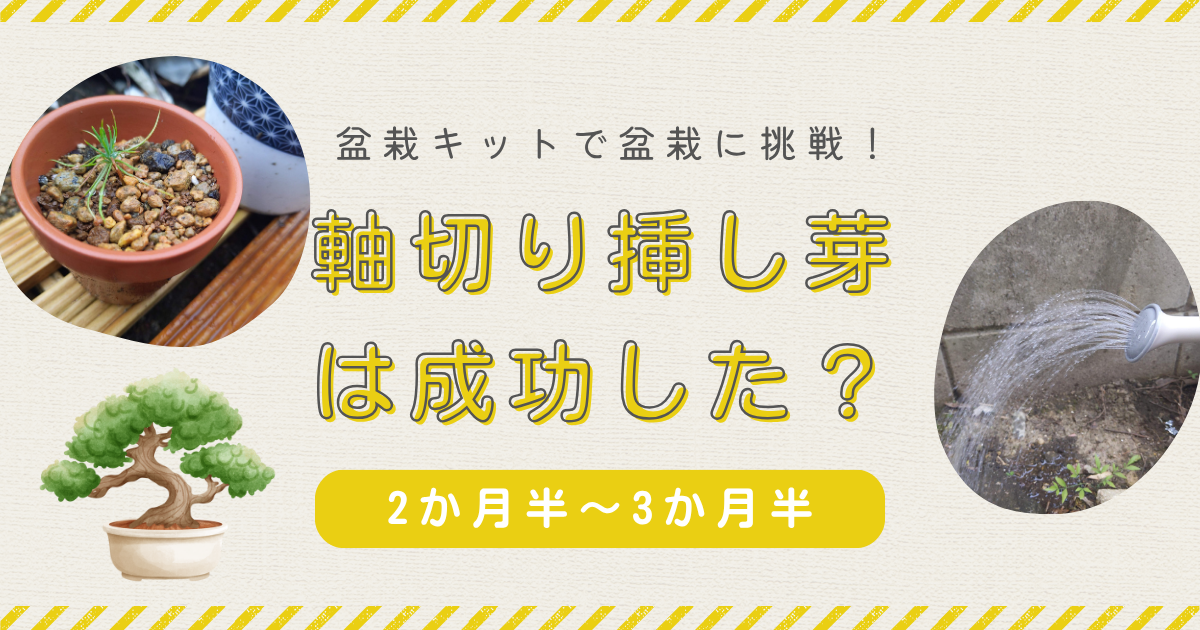 黒松盆栽キット育成記録② | 軸切り挿し芽から1か月半後の成功率や梅雨のトラブル