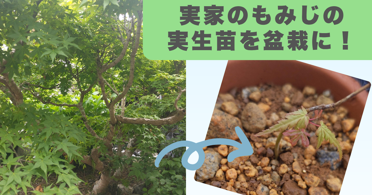 実家のもみじの実生苗を盆栽に！採取からの記録(～1か月)