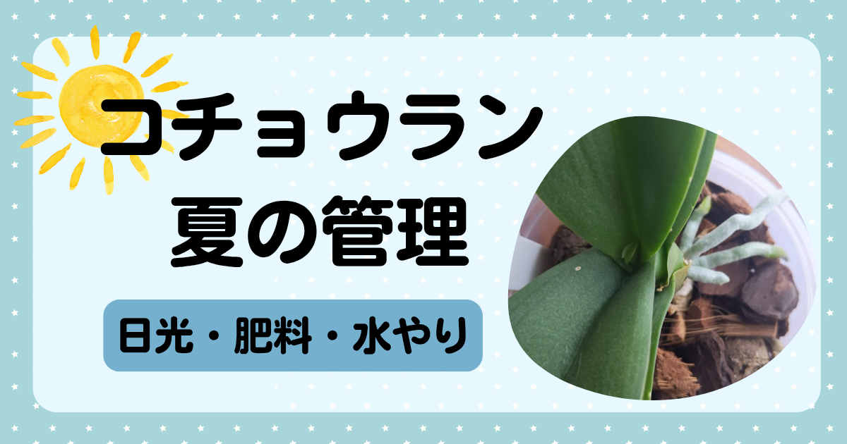 【胡蝶蘭の夏の育て方】植え替えから2か月の様子と真夏の管理について