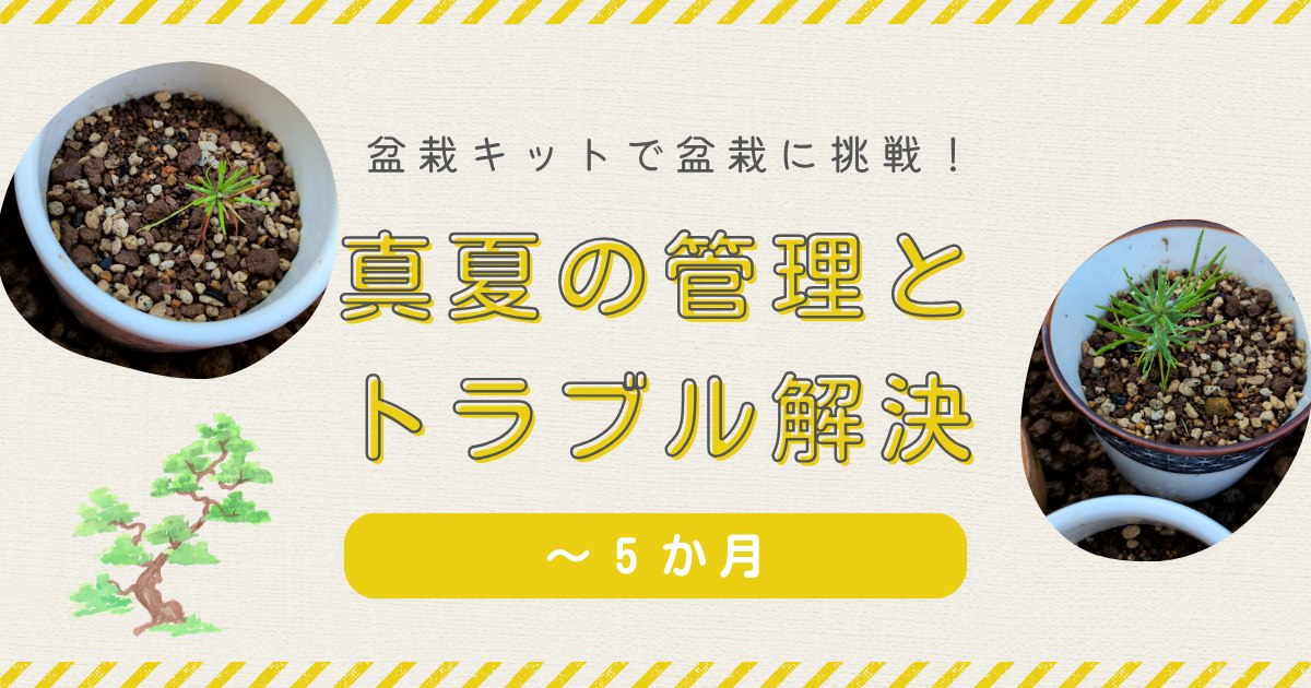黒松盆栽キット育成記録③ | 黒松の夏の管理と水切れ対策