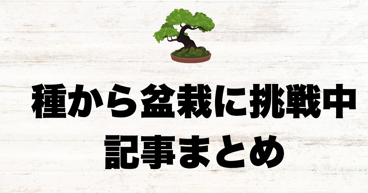 盆栽まとめ記事 | 種から盆栽に育てたい初心者の育成記録