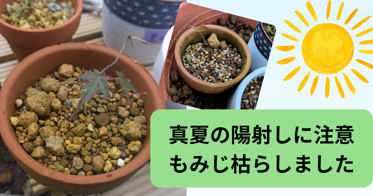 【失敗談】もみじ実生苗が枯れた原因と対策 | 真夏の水切れ管理