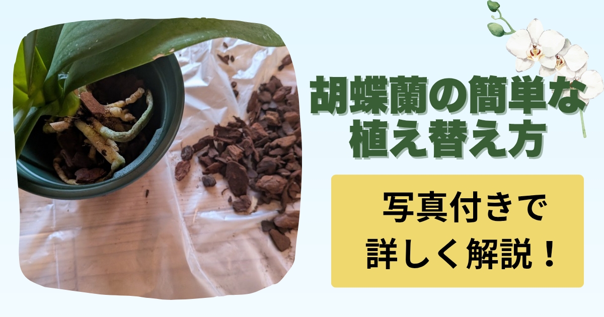 【胡蝶蘭の植え替え方法】秋に植え替えた理由と手順を写真付きで解説！