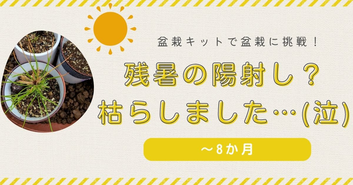 【失敗談】黒松盆栽キット育成記録⑤ | 枯れた原因は残暑の日差しか肥料か？反省まとめ